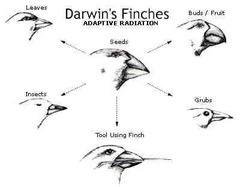 <p>The process by which species evolve from a common ancestor to adapt to different environments.</p>