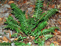 <p>Polystichum acrostichoides</p>