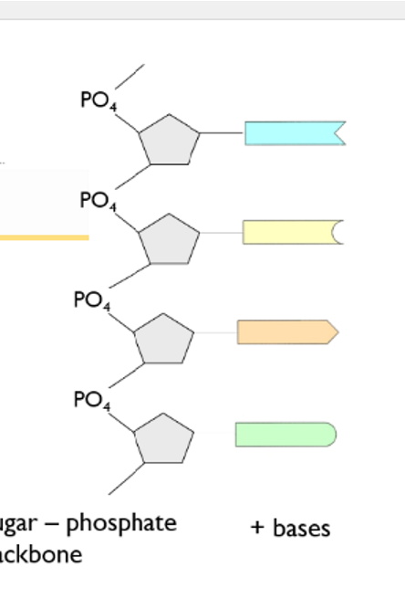 <ul><li><p><strong>Covalent bonds</strong> hold sugar‑phosphate backbone of each DNA strand.</p></li><li><p>These bonds are <strong>strong</strong>, keeping the DNA strands stable during replication and protein synthesis.</p></li><li><p><strong>Hydrogen bonds</strong> connect the nitrogenous bases (A–T and C–G) in the center of the helix.</p></li><li><p>bonds  <strong>weaker</strong>, allowing the two strands to separate so the genetic code can be accessed.</p></li></ul><p></p>