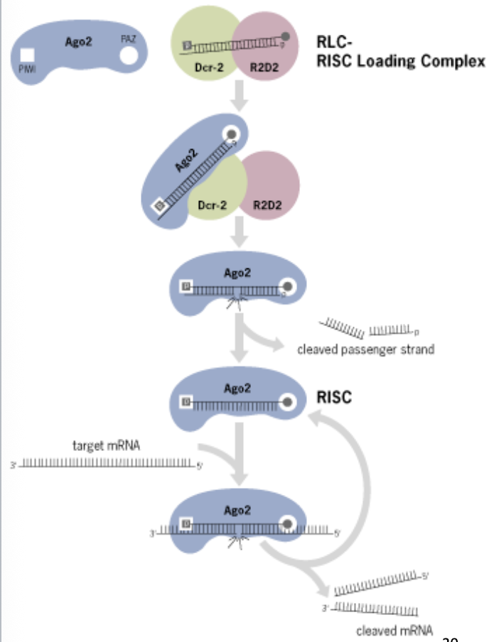 <ul><li><p>multi-protein ribonucleoprotein complex that uses a small guide RNA—microRNA (miRNA) or small interfering RNA (siRNA)—to target and silence specific messenger RNAs (mRNAs)</p><ul><li><p>core of this complex is an Argonaute (AGO) protein, which binds the guide RNA and acts as an endonuclease (or "slicer") to degrade target mRNA, thereby reducing gene expression</p></li></ul></li><li><p>the loading complex binds the dsRNA and brings it to the Ago</p></li><li><p>one of the RNA strands is degraded the remaining RNA strand becomes the guide RNA</p></li><li><p>the actual process of loading a dsRNA complex and activating the RISC is the same for miRNA and siRNA</p></li></ul><p></p>