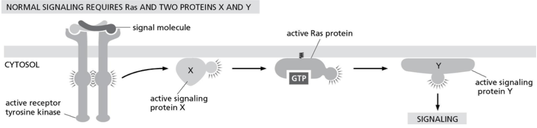 <p><span><strong>Figure 16-9 shows how normal signaling works with a Ras protein acting downstream of an </strong></span><span style="background-color: transparent;"><strong>RTK. You examine a cell line with a constitutively active Ras protein that is always signaling. Which of the following conditions will turn off signaling in this cell line?</strong></span></p><p></p>