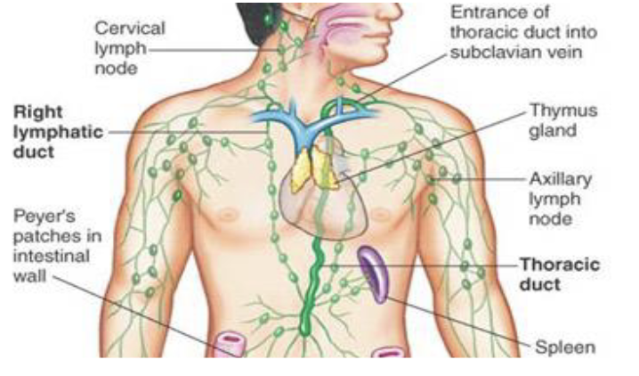 <ul><li><p><span style="color: rgb(255, 250, 250);">Blood lymphocytes</span></p></li><li><p><span style="color: rgb(255, 250, 250);">Lymph nodes<br>• Filter the lymph</span></p></li><li><p><span style="color: rgb(255, 250, 250);">Spleen<br>• Filters the blood</span></p></li></ul><p></p>
