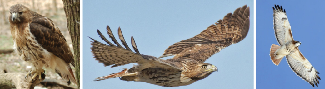 <ul><li><p><span style="background-color: transparent;"><strong>Habitat:</strong> variable- deserts, scrublands, grasslands, roadsides, fields and pastures, parks, broken woodland</span>&nbsp;</p></li><li><p><span style="background-color: transparent;"><strong>Diet:</strong> mainly mammals- voles, mice, wood rats, rabbits, jackrabbits, ground squirrels, also eat birds, reptiles, and carrion</span>&nbsp;</p></li><li><p><span style="background-color: transparent;"><strong>Characteristics:</strong> large, broad rounded wings, short wide </span>solid red tail<span style="background-color: transparent;">, dark brown mottled color on back, buffy breast with brown markings, highly variable in appearance- how dark/mottled/faded​​</span></p></li></ul><p></p>