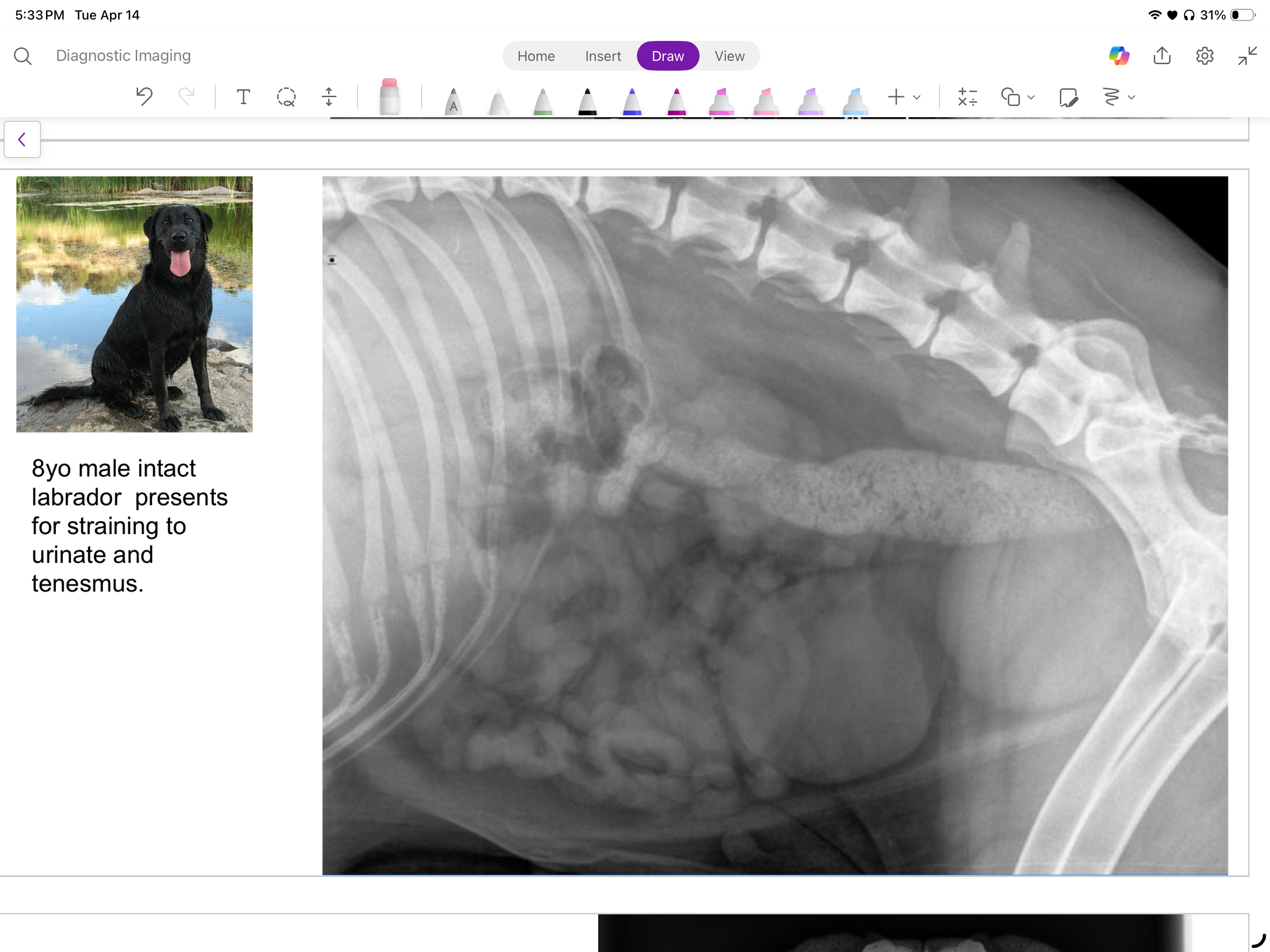 <p>8 yo male intact labrador presents for straining to urinate and tenesmus</p><p>findings, ddx, conclusion</p>