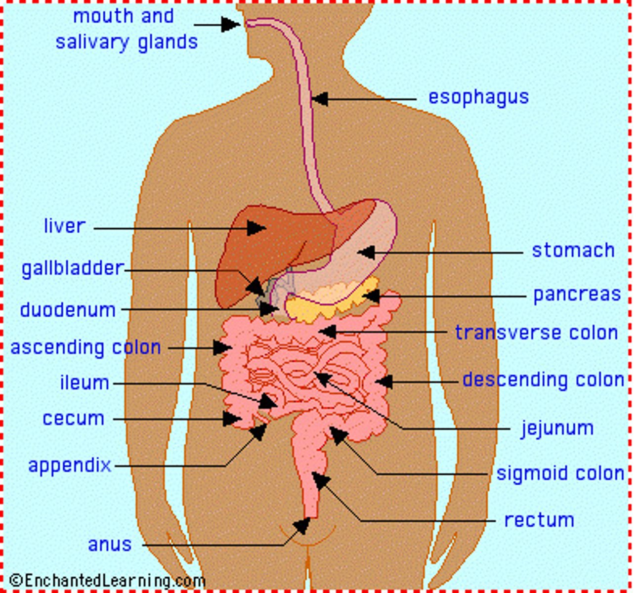 <p>The teeth and tongue, salivary glands, liver, gallbladder, and pancreas.</p>