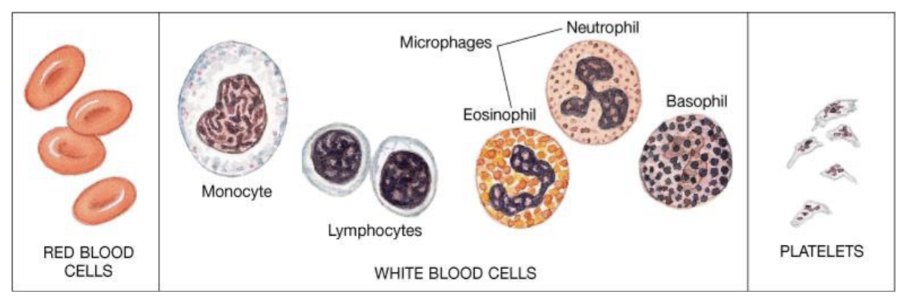 <p>Blood and lymph</p>