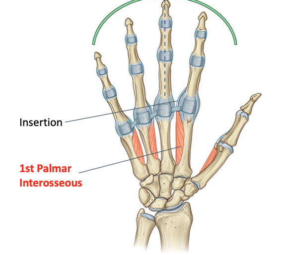 <p>Deep branch of ulnar nerve (C8-T1)<br>O: medial side of shaft of 2nd metacarpal<br>I: medial side of proximal phalax and extensor expansion of index finger</p>