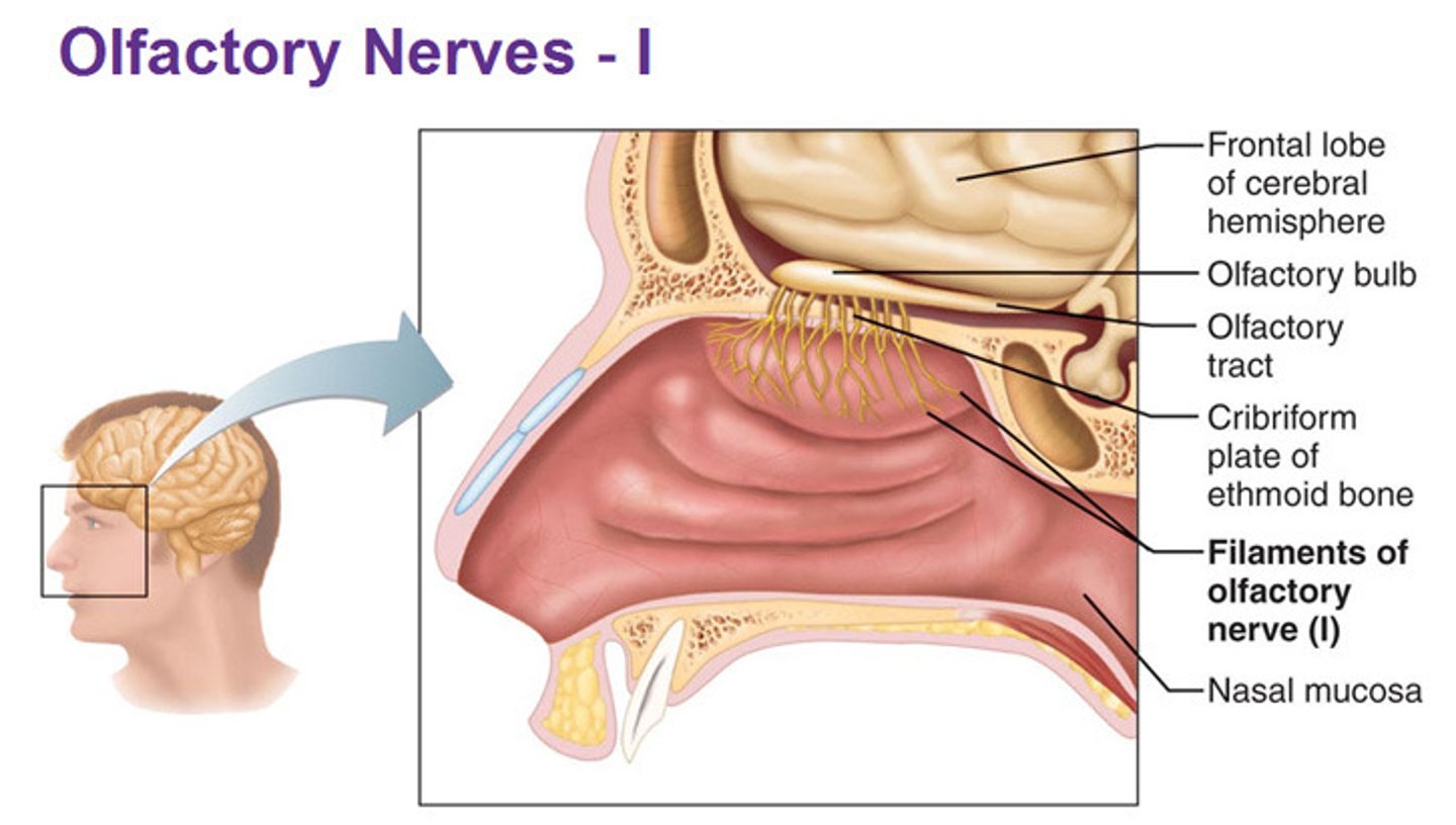 <p>connect olfactory sensory neurons to the bulb</p>