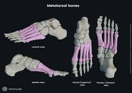 <p>Proximal metatarsals through distal one third of tibia and fibula.</p>