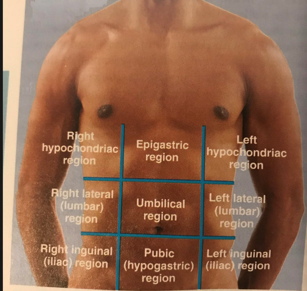 <ol><li><p><span>Cecum → Right Iliac</span></p></li><li><p><span>Stomach (fundus) → Left Hypochondriac</span></p></li><li><p><span>Pancreas (body) → Epigastric</span></p></li><li><p><span>Right kidney → Right Lumbar</span></p></li><li><p><span>Sigmoid colon → Left Iliac / Hypogastric</span></p></li><li><p><span>Appendix → Right Iliac</span></p></li><li><p><span>Spleen → Left Hypochondriac</span></p></li><li><p><span>Transverse colon → Umbilical</span></p></li><li><p><span>Bladder → Hypogastric</span></p></li><li><p><span>Liver (right lobe) → Right Hypochondriac</span></p></li><li><p><span>Small intestine loops → Multiple (mostly Umbilical, Lumbar, Iliac)</span></p></li><li><p><span>Gallbladder → Right Hypochondriac</span></p></li><li><p><span>Left kidney → Left Lumbar</span></p></li><li><p><span>Pancreas (head) → Umbilical</span></p></li><li><p><span>Stomach (general) → Epigastric</span></p></li><li><p><span>Uterus → Hypogastric</span></p></li><li><p><span>Ascending colon → Right Lumbar</span></p></li><li><p><span>Descending colon → Left Lumbar</span></p></li><li><p><span>Duodenum (1st–3rd parts) → Epigastric</span></p></li><li><p><span>Adrenal glands → Epigastric</span></p></li><li><p><span>Splenic flexure → Left Hypochondriac</span></p></li><li><p><span>Hepatic flexure → Right Hypochondriac</span></p></li></ol><p></p>