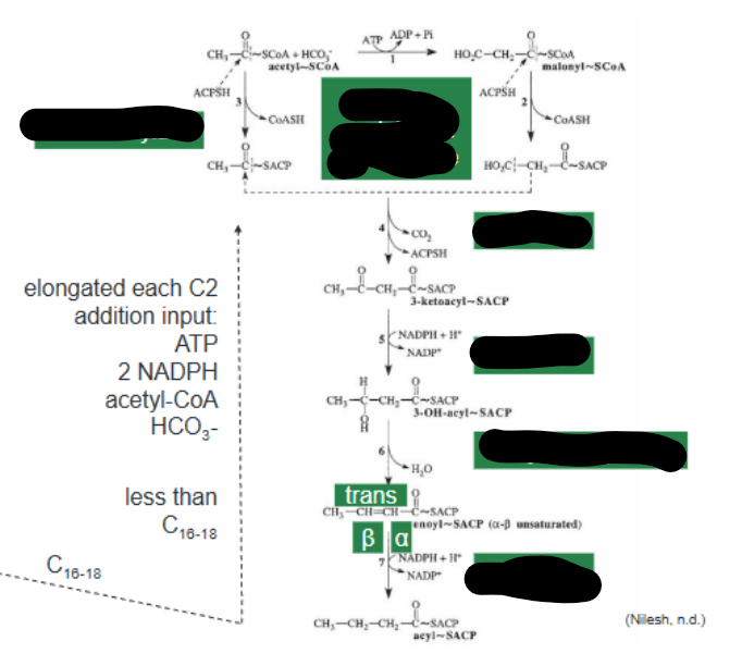 <p>1 ATP-Dep Acetyl-CoA Decarboxylase</p><p>2/3 Transacetylase</p><p>4 Synthetase</p><p>5 Reductase</p><p>6 Dehydrase FabA</p><p>7 Reductase</p>