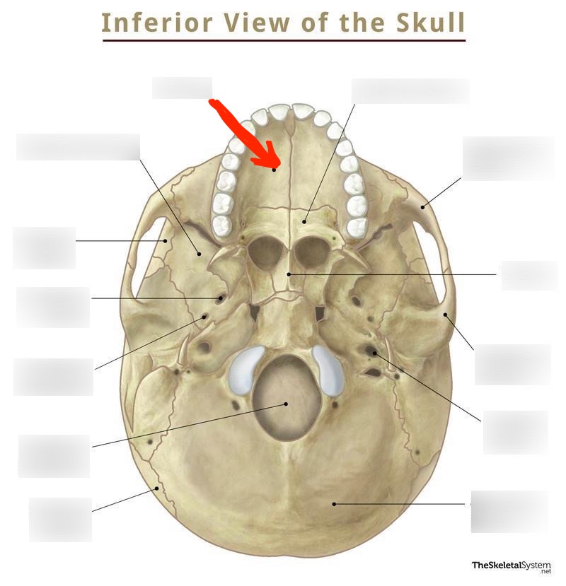 knowt flashcard image