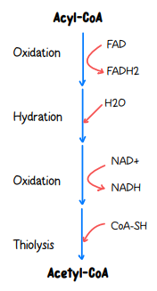 <p><span style="background-color: transparent;">-Breaks down fatty acids into Acetyl-CoA, NADH, and FADH₂ for ATP production in the mitochondrial matrix.</span></p><p><span style="background-color: transparent;">-Activated by Glucagon (fasting); Inhibited by Insulin (fed state) = no β-oxidation = ↓ ATP production</span></p>
