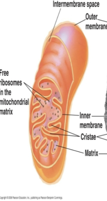 <ul><li><p>Chloroplasts </p></li><li><p>Nucleus</p></li><li><p>Mitochondria</p></li></ul><p></p>