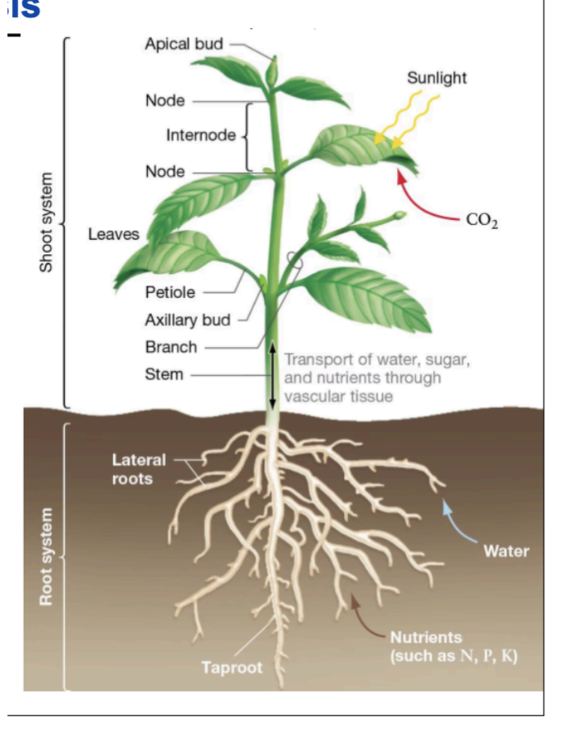 <p>acquire resources for photosynthesis </p>