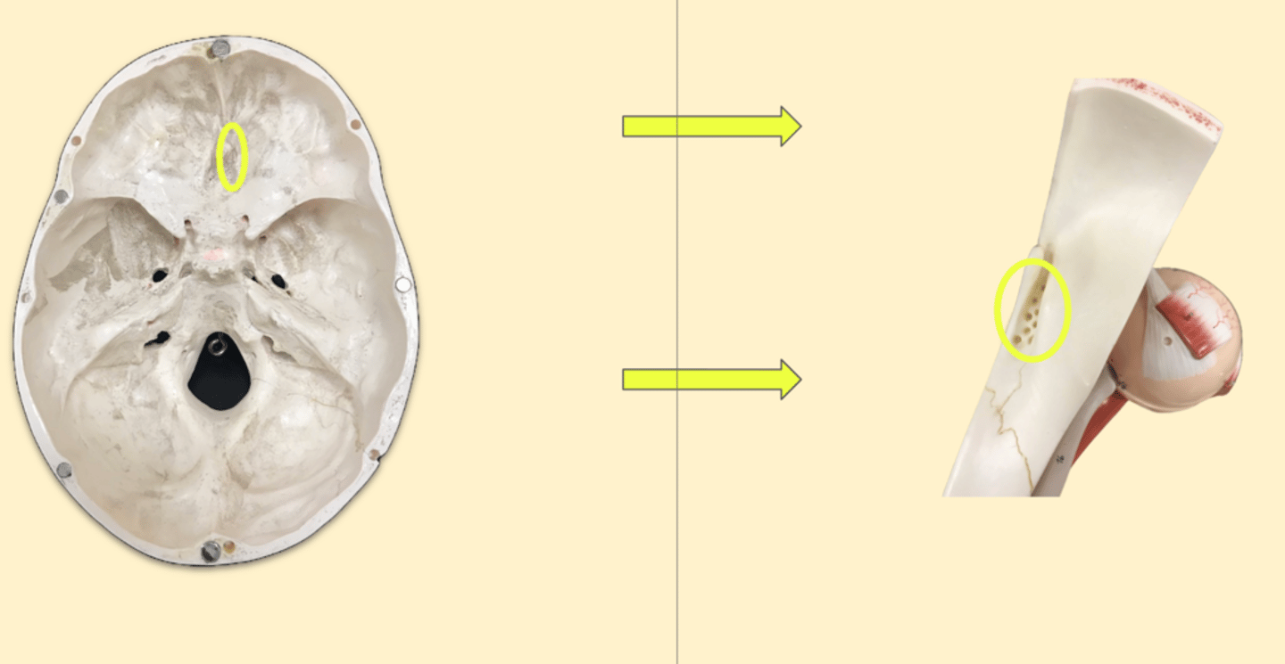 knowt flashcard image