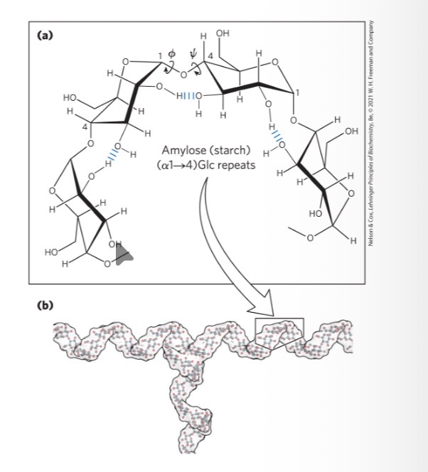 <p>most stable three-dimensional structure for the (<em>α</em>1→4)-linked chains of starch and glycogen</p><p>six residues/turn</p>