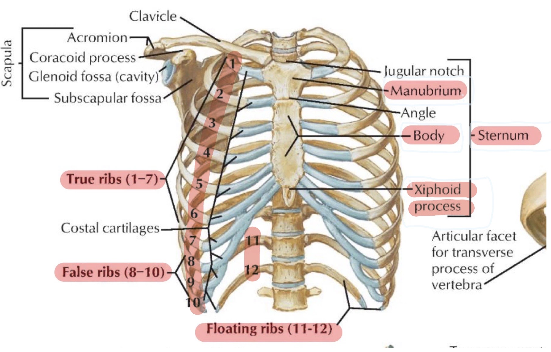 knowt flashcard image