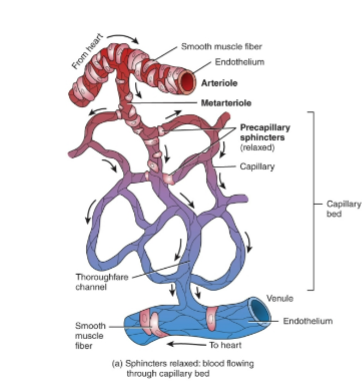 <p>Tapers toward junction with capillary.</p><p><strong>Precapillary Sphincter</strong>(Single muscle fiber) at junction regulates blood flow through capillary bed by regulating resistance</p><p>Also affects blood pressure</p>
