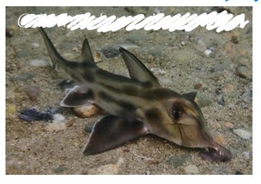 <p>infraphylum</p><p>Parvphylum: </p><p>Clase: </p><p>Orden: </p><p>Familia:</p><p><mark data-color="purple" style="background-color: purple; color: inherit;">especie?</mark></p>