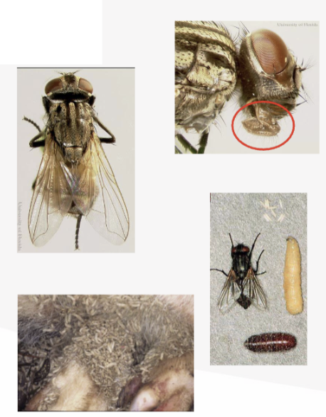 <p>What is the common name of this fly?</p>