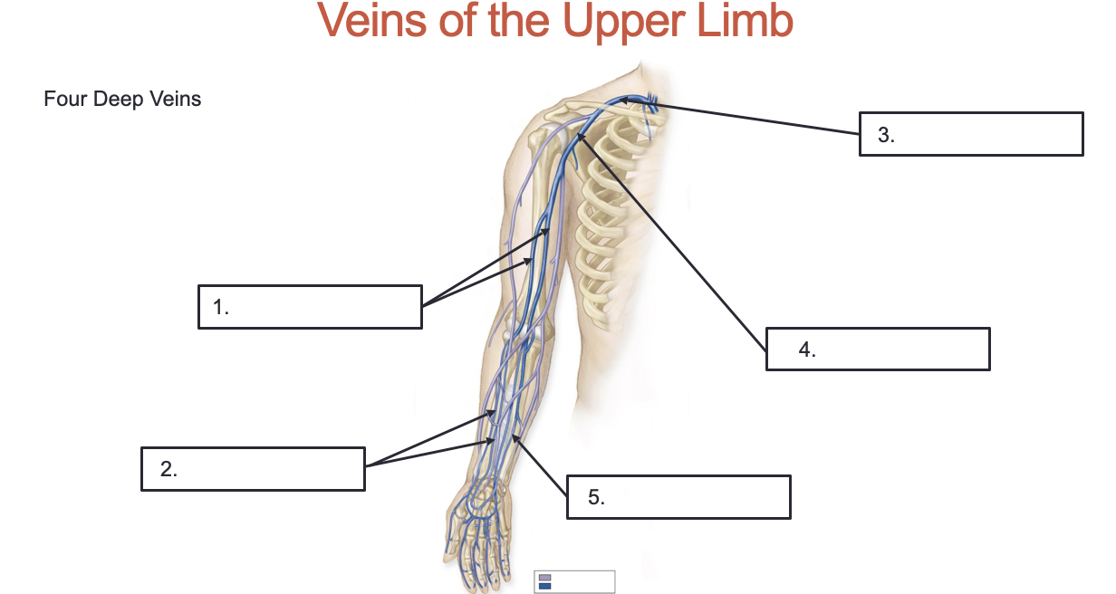 <p>Label these veins that drain the upper limb and shoulder: </p>