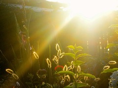 <p>(collocation / n) Tia sáng (mặt trời). Ví dụ: The sun gives out rays of light.</p>