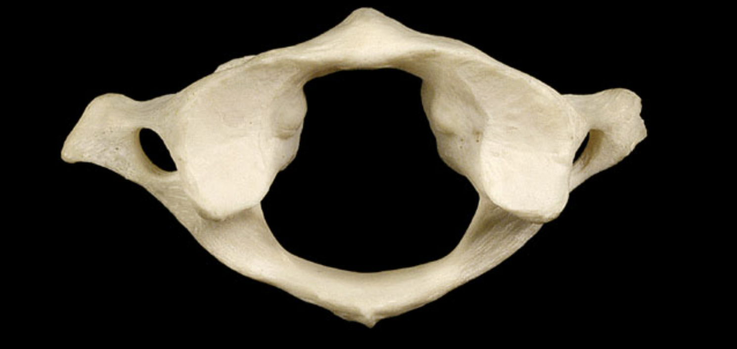 <ul><li><p>also known as c1</p></li><li><p>first vertebrae </p></li><li><p>part of cervical vertebrae</p></li><li><p>contains transverse foramen, transverse process, and vertebral foramen</p></li></ul><p></p>