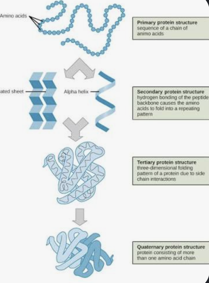 <p>What are the four levels of protein structure? </p>