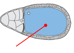 <p>Oocyte progenitor</p>