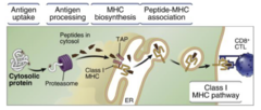 <p>proteolysis of cytosolic proteins, binding of peptide to class I MHC molecules, transport of peptide-MHC complexes to the cell surface</p>