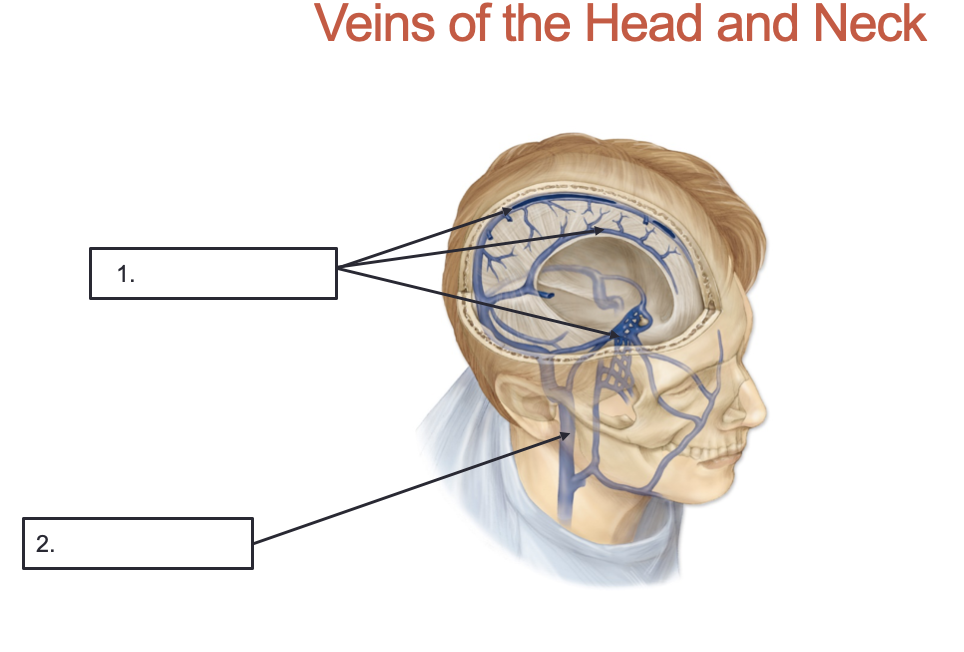 <p>What are these veins of the head and neck? Where do these veins drain?</p>