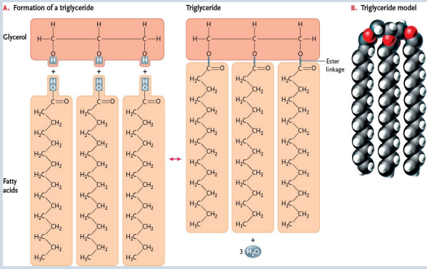 <p>Dehydration synthesis between three-carbon glycerol (an alcohol) and three fatty acid side chains</p>