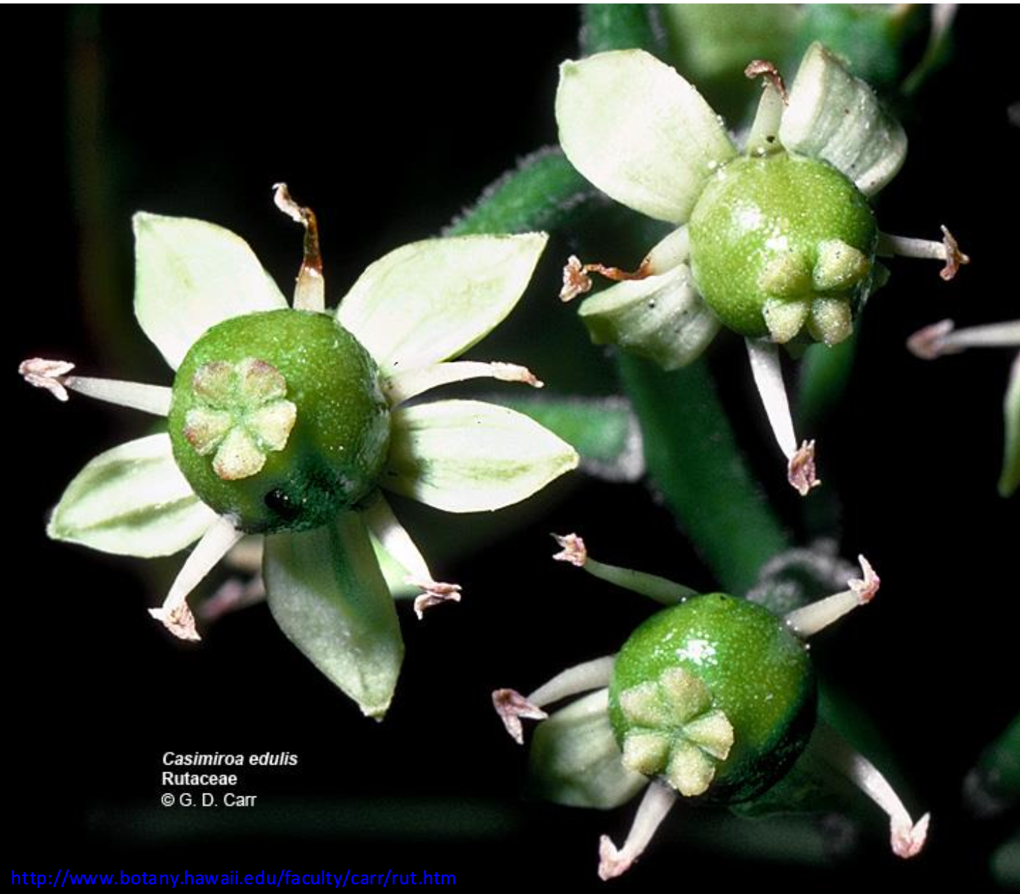 <p>These flowers</p><p class="p2">have ____ petals</p><p class="p2">and a(n) ____</p><p class="p1">ovary.</p>