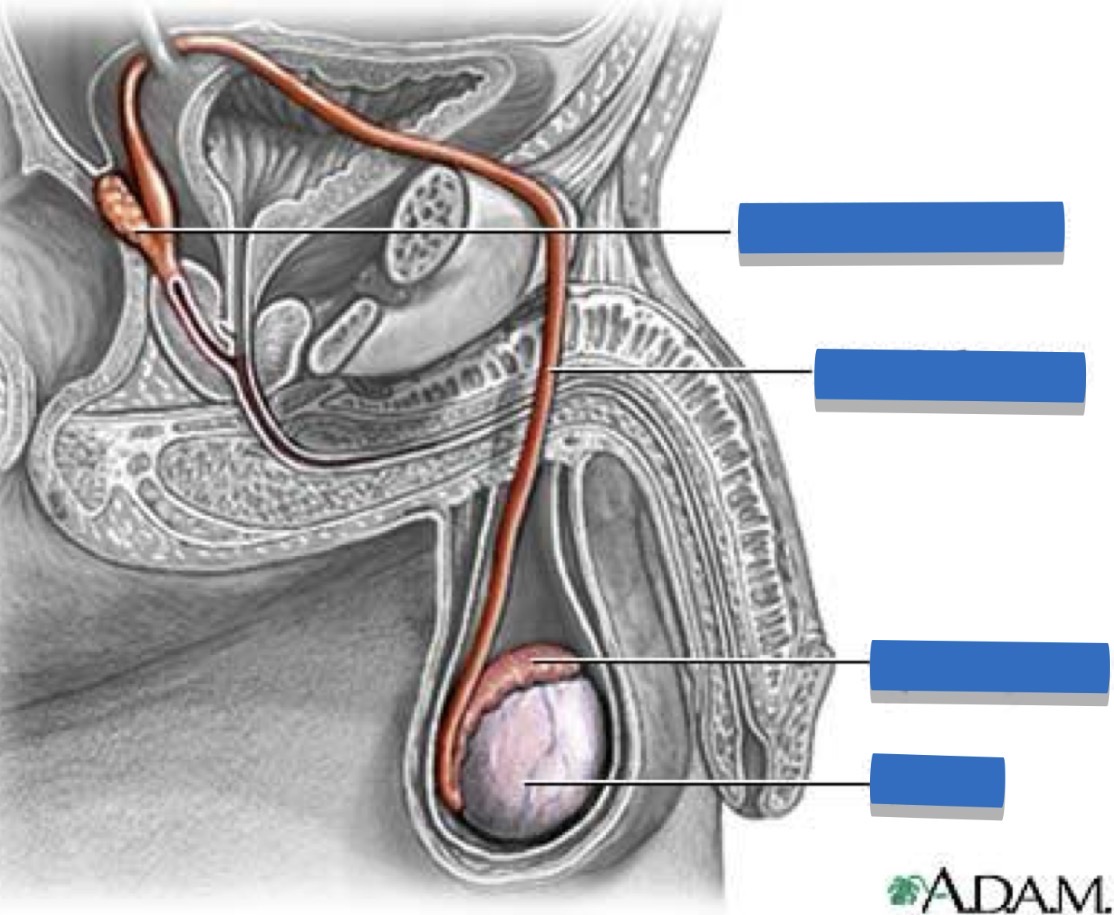 <p>Name the anatomy</p>