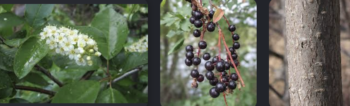 <p>Prunus virginiana</p>