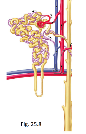 <ul><li><p>important to maintaining homeostasis</p></li><li><p>reabsorbs Na+</p><ul><li><p>aldosterone ⇑ Na+ reabsorption </p></li><li><p>ANP ↓ Na+ reabsorption</p></li></ul></li><li><p>facultative (regulated) reabsorption of H2O (permeable to H2O)</p><ul><li><p>ADH ⇑ (ANP inhibits ADH)</p></li></ul></li></ul><p></p>