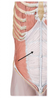<p>what muscle does this image show </p>