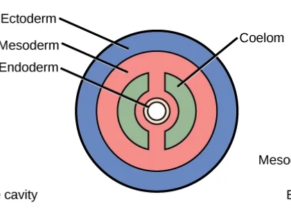 <p>What is this an image of?</p>
