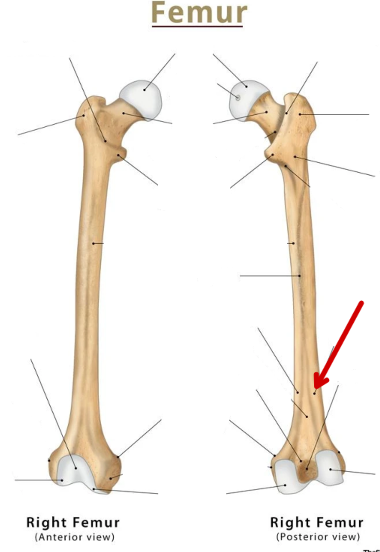 <p>Femur</p>