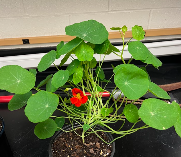 <ul><li><p>distinct foliage</p><ul><li><p>edible tastes like pepper</p></li></ul></li><li><p>CAN BE VARIEGATED</p></li><li><p>sprawling growth on the ground</p></li></ul><p></p>