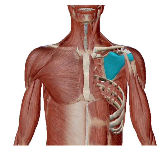 <p>what muscle is this </p>