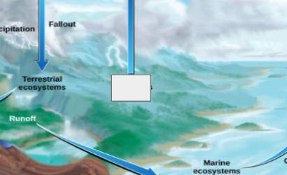<p>sulfur cycle: name the step</p>