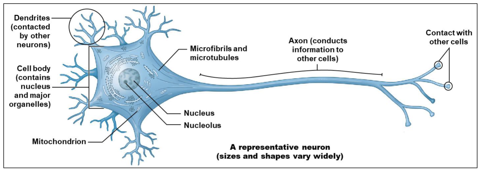 <p>Cell body, dendrites, axon</p>