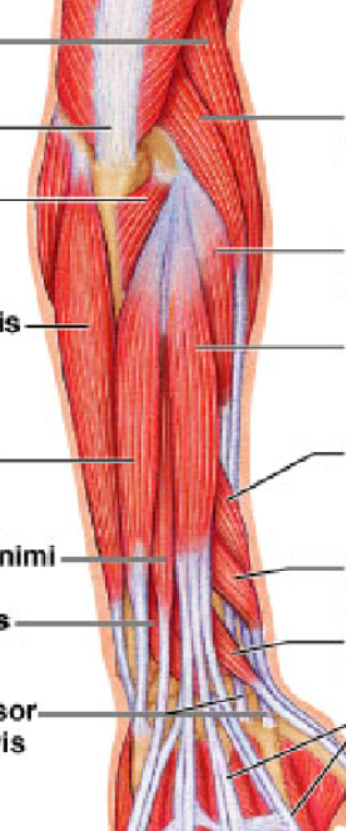 <p>extensor capri radialis longus</p>