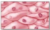 <p>Covers body surfaces, lines organs/cavities, and forms glands.</p>