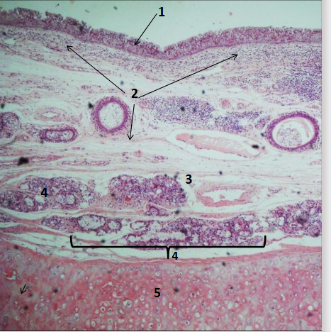 <p>Identify 5 </p>