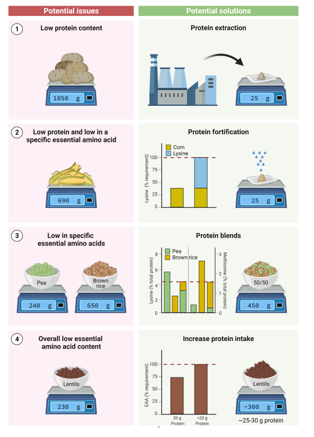 <ul><li><p><strong>Increase total protein intake</strong></p><ul><li><p>~10–20% more needed</p></li></ul></li><li><p><strong>Combine proteins (complementary):</strong></p><ul><li><p>Grains (low lysine) + legumes (high lysine)</p></li></ul></li><li><p><strong>Choose high-quality plant proteins (soy, pea)</strong></p></li><li><p><strong>Use protein isolates/concentrates:</strong></p><ul><li><p>↑ digestibility (~90%)</p></li><li><p>↓ anti-nutritional factors</p></li></ul></li><li><p><strong>Fortify with amino acids:</strong></p><ul><li><p>Leucine</p></li><li><p>Lysine</p></li><li><p>Methionine</p></li></ul></li><li><p><strong>Processing methods (to increase digestibility):</strong></p><ul><li><p>Fermentation</p></li><li><p>Hydrolysis</p></li><li><p>Heating</p></li></ul></li></ul><p></p>