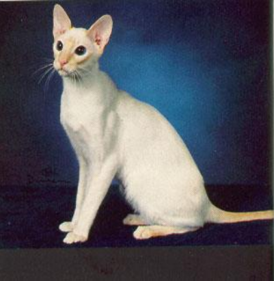 <p>a slender short-haired blue-eyed breed of cat having a pale coat with dark ears paws face and tail tip</p>