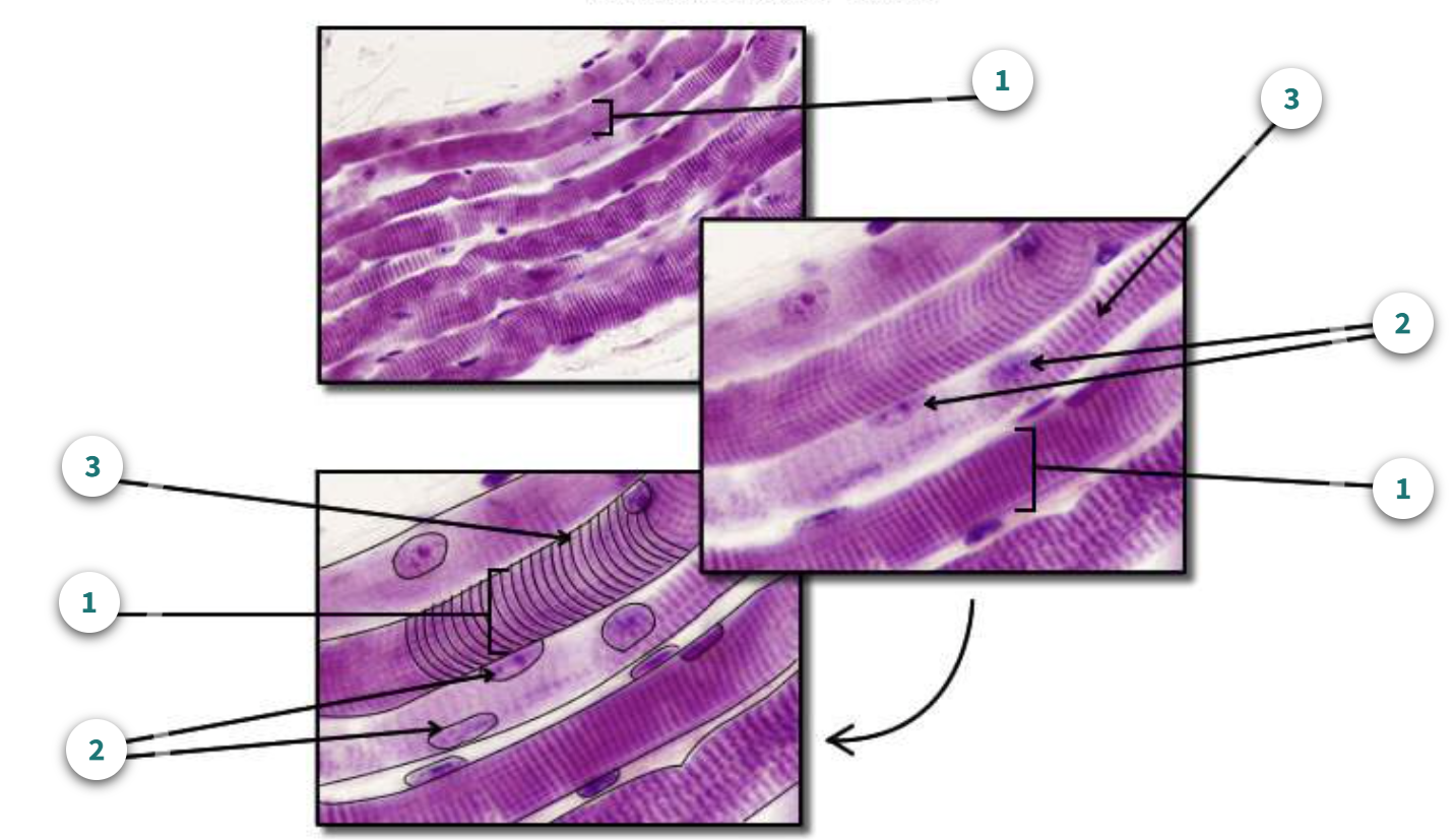 <p>Number 3; What is the name of this marking?</p>